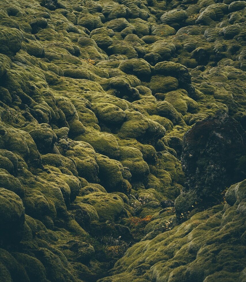iceland, moss, plant, nature, moss, moss, moss, moss, moss
