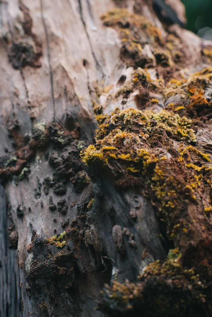 Detailed view of moss growing on a textured tree trunk, highlighting natural beauty.
